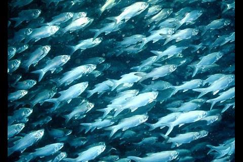 School of fish